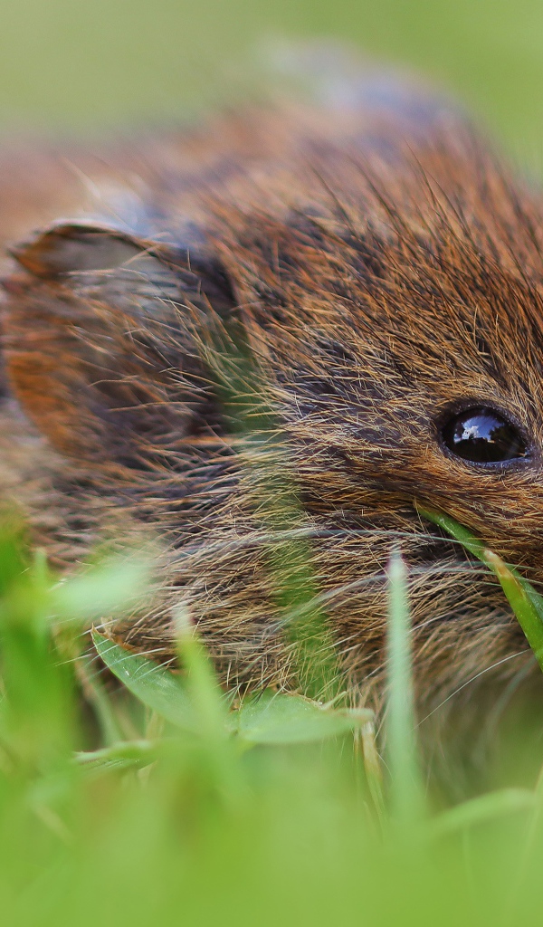 Маленький мышонок в траве крупным планом