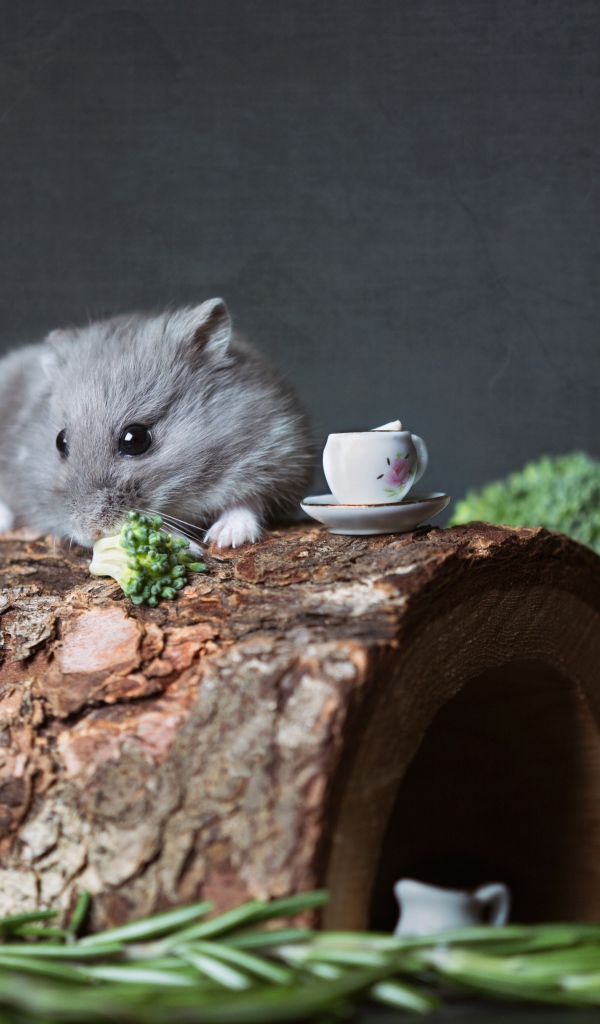 Маленький мышонок на столе с брокколи и розмарином 