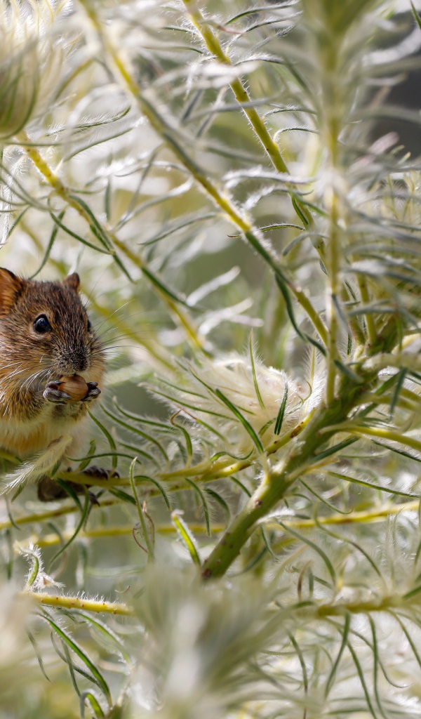 Маленькая мышка сидит на зеленой траве