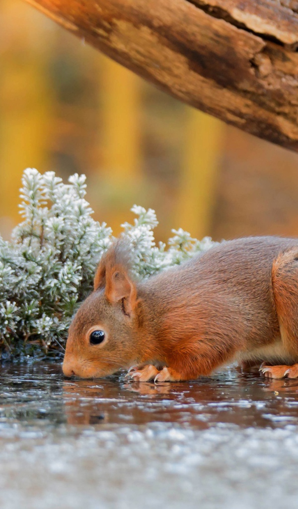 Маленькая рыжая белка пьет воду из лужи у старого дерева 