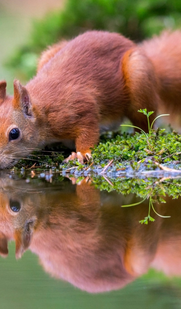 Маленькая рыжая белка пьет воду в пруду 