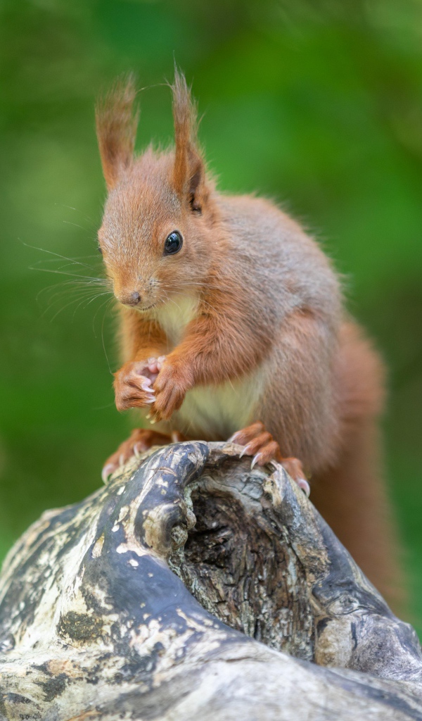 Маленькая рыжая белка грызет орех на коряге 