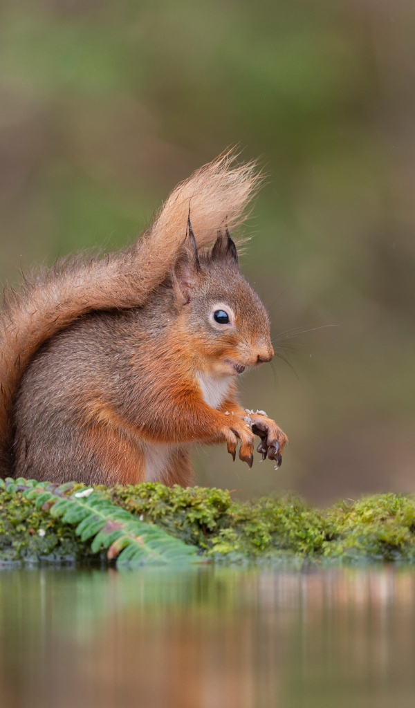 Маленькая рыжая белка стоит у воды