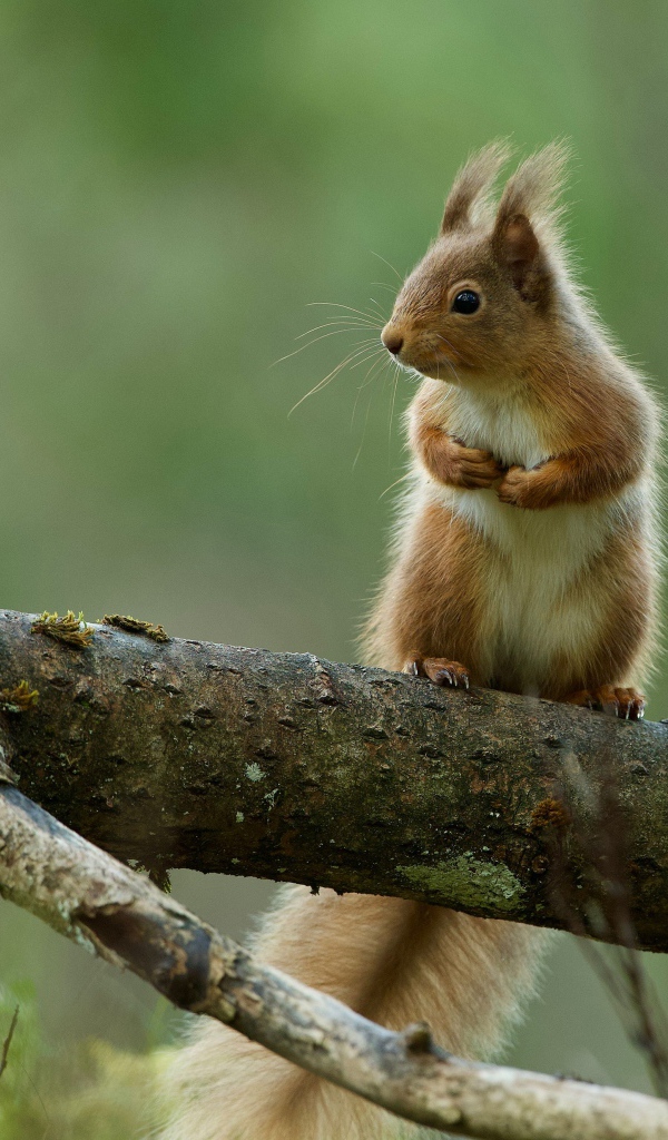 Маленькая белка сидит на ветке сухого дерева 