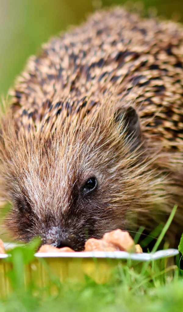 Old hedgehog eating feed on green grass