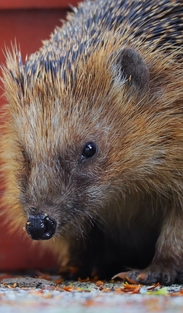 Old spiny hedgehog close up