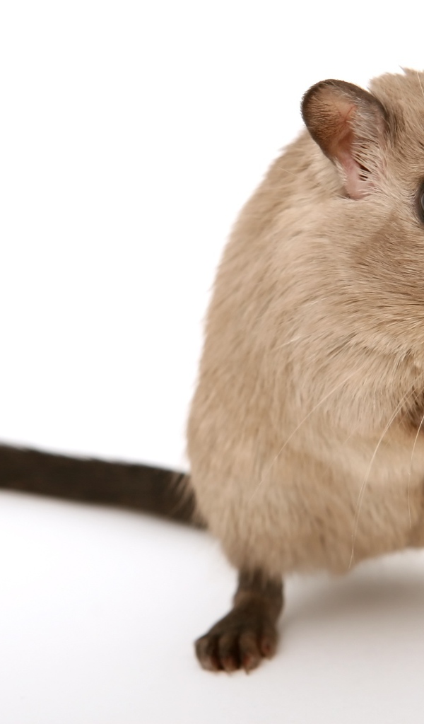 Rat close-up on a white background