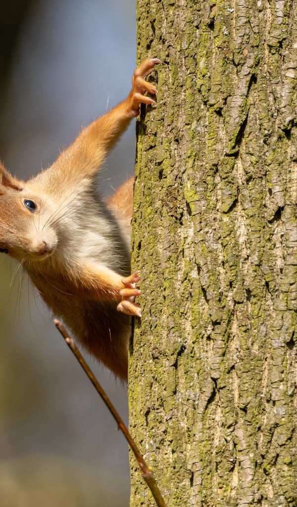 Рыжая забавная белка висит на дереве 