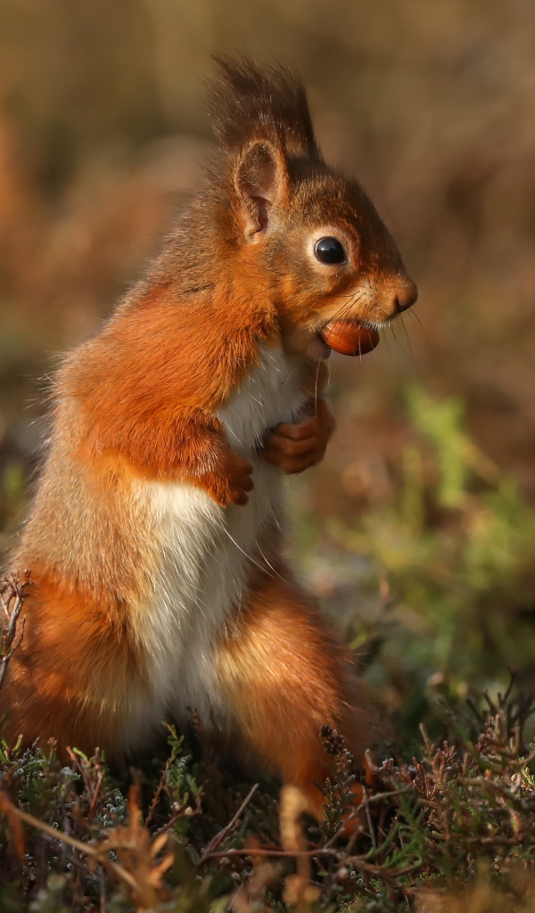 Red squirrel stands with a nut in its teeth on the grass