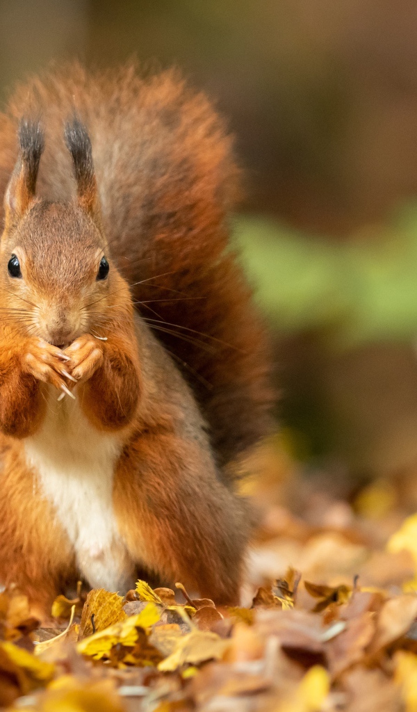 Рыжая белка с большим пушистым хвостом сидит на листве 