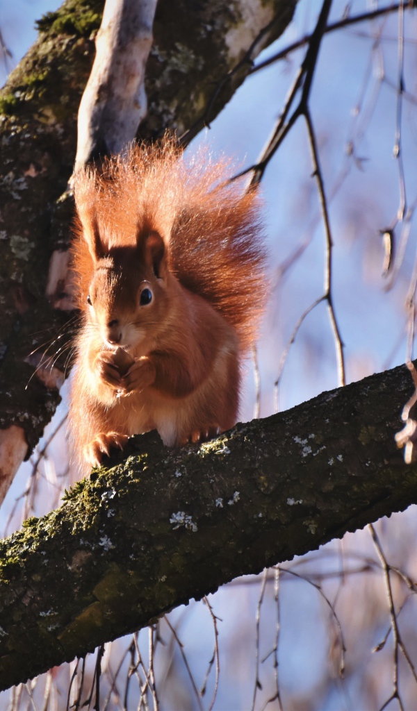 Рыжая белка с пушистым хвостом грызет орех на дереве