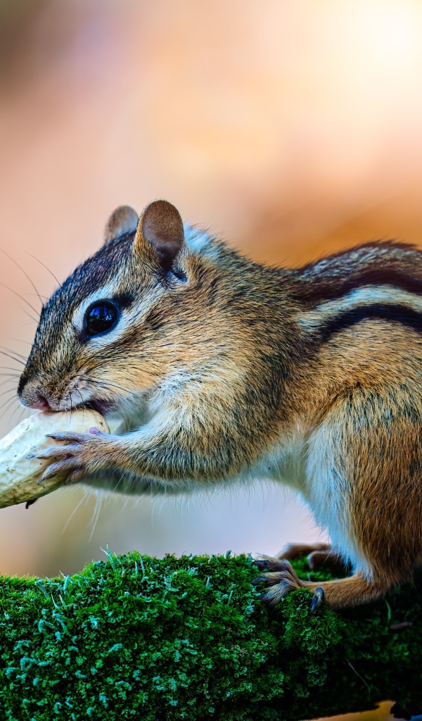 Маленький бурундук с орехом на покрытой мхом ветке