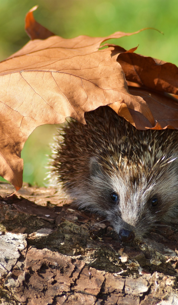 Колючий еж прячется под опавшими листьями