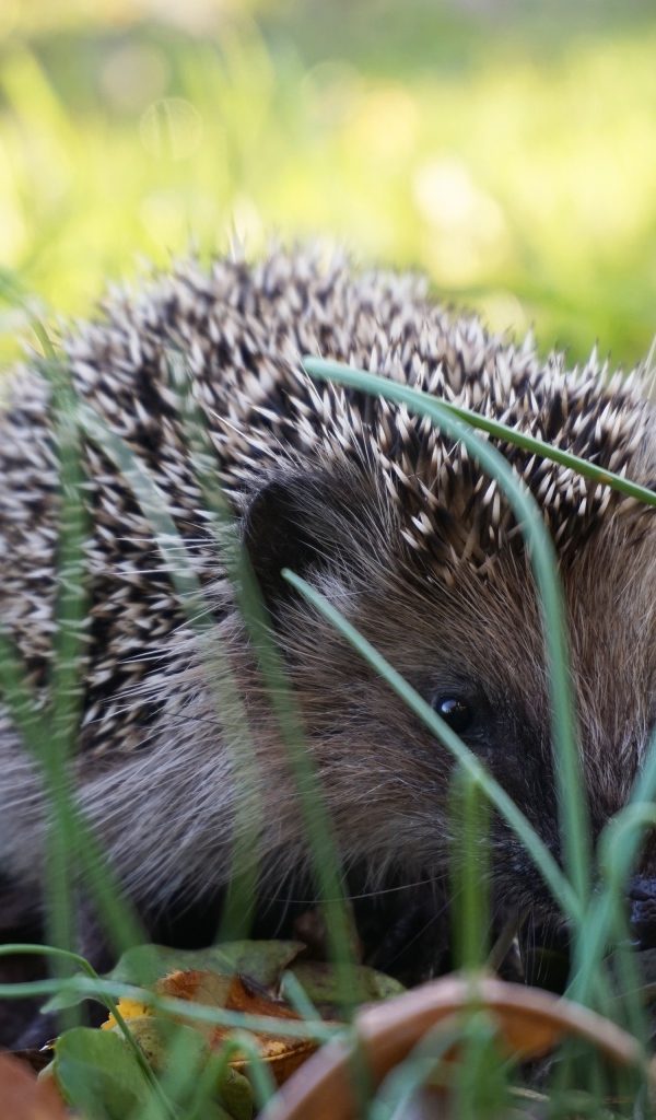 Колючий еж сидит в зеленой траве 