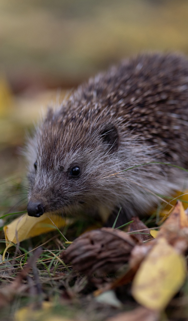 Spiny hedgehog with black nosed grass