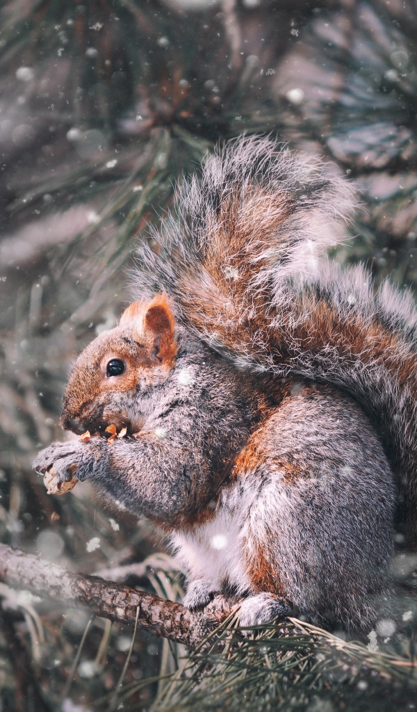 Белка грызет орех на ветке сосны зимой