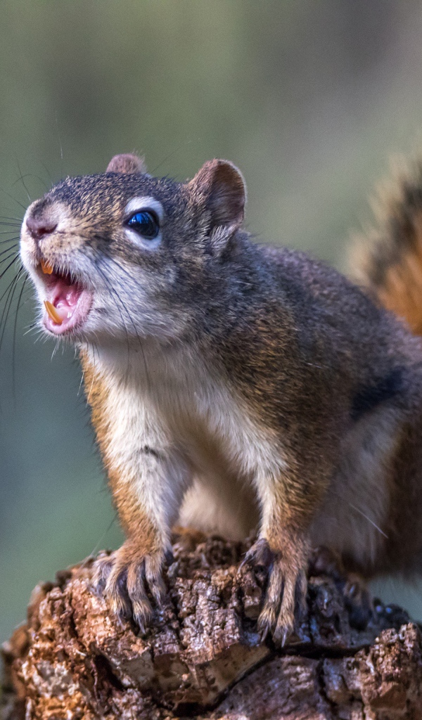 Грозная пушистая белка сидит на камне 