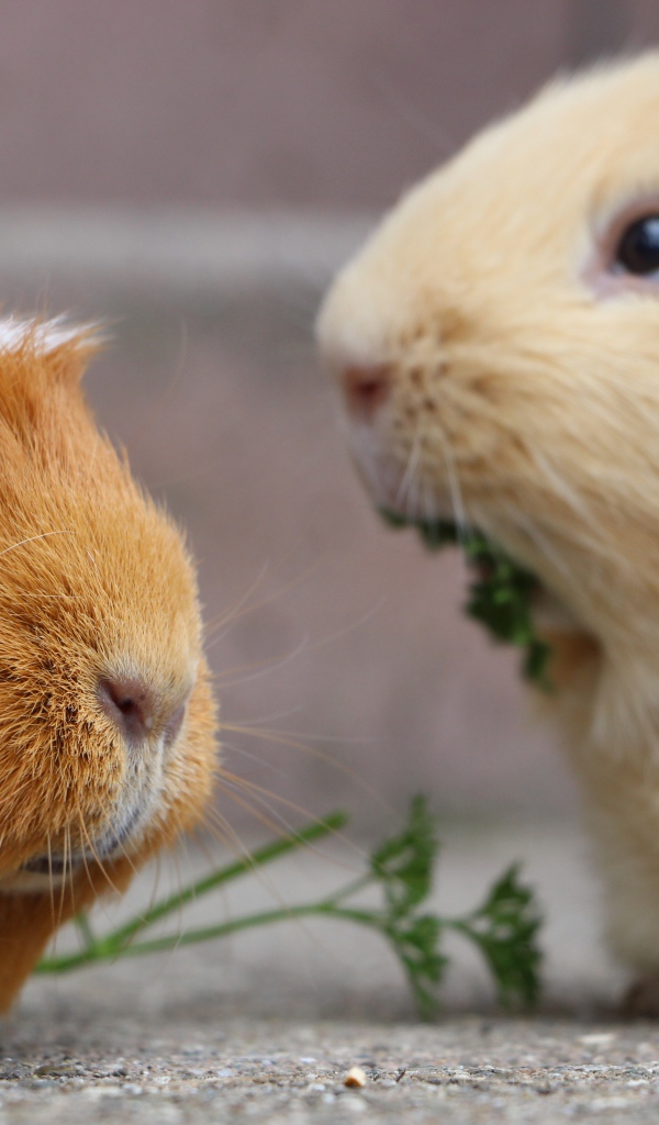 Две забавные морские свинки грызут петрушку