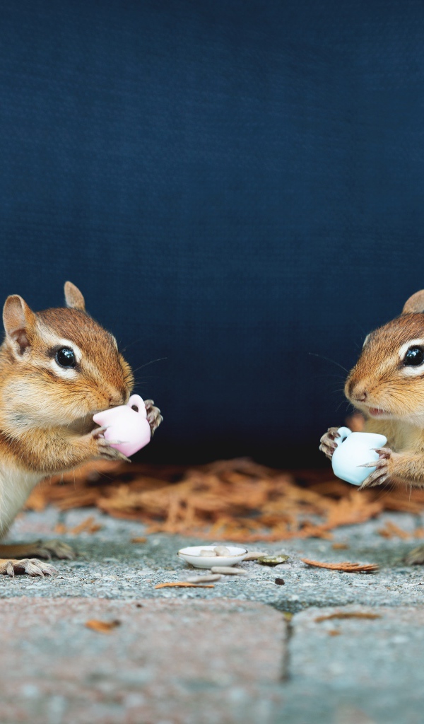 Два маленьких бурундука с чашками 