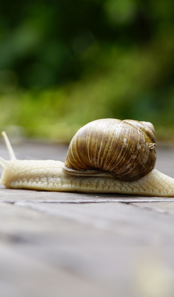 Большая улитка ползет через дорогу 