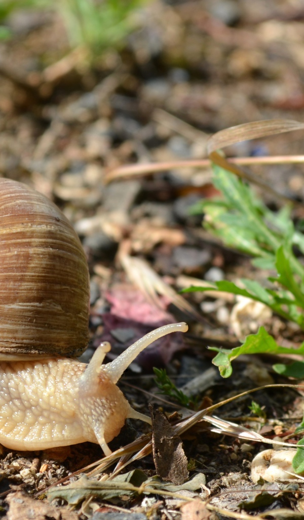 Big snail creeps on the ground