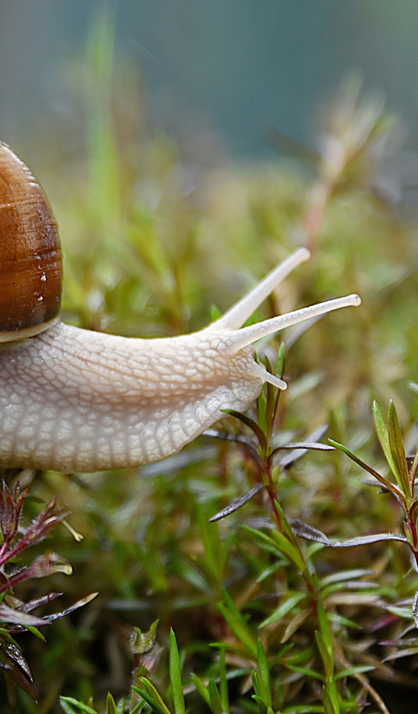 Большая улитка на  старом пне в траве