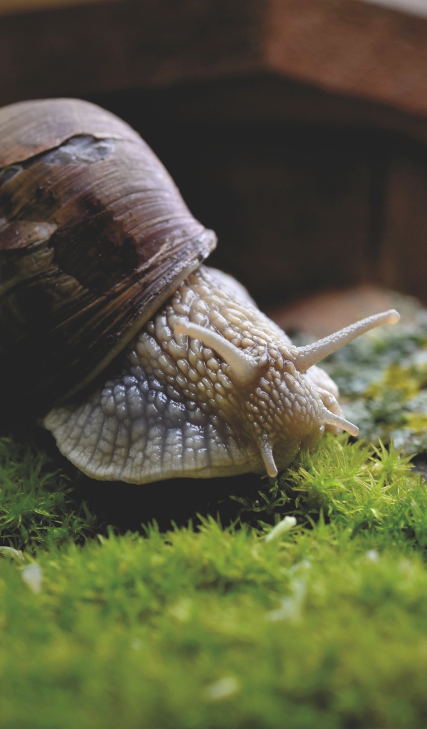 Большая улитка на покрытом мхом камне