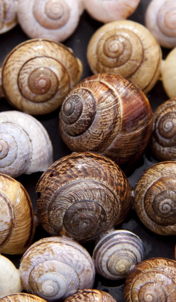 Много ракушек крупным планом 