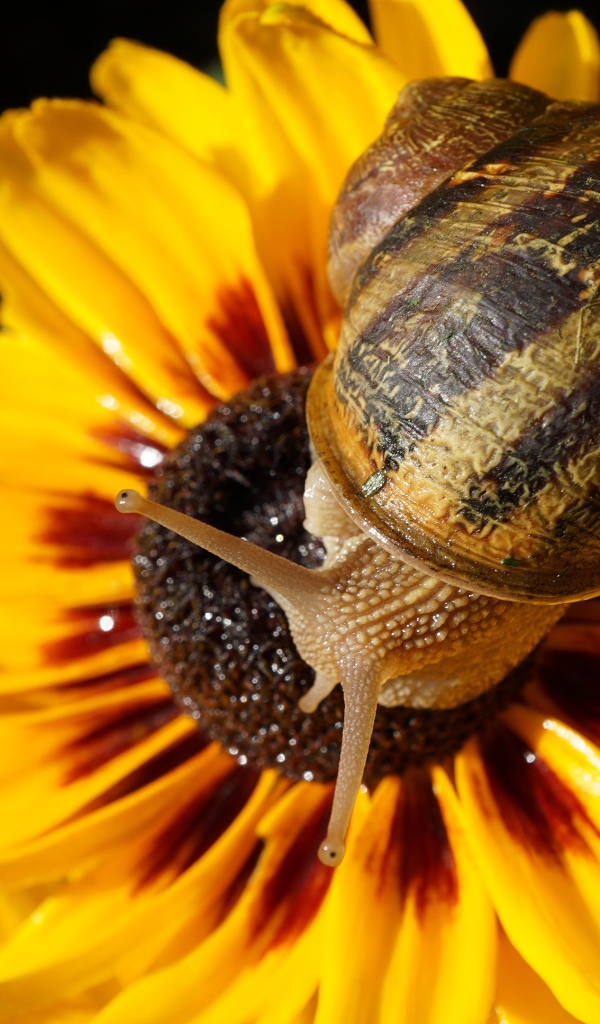 Улитка сидит на желтом цветке 