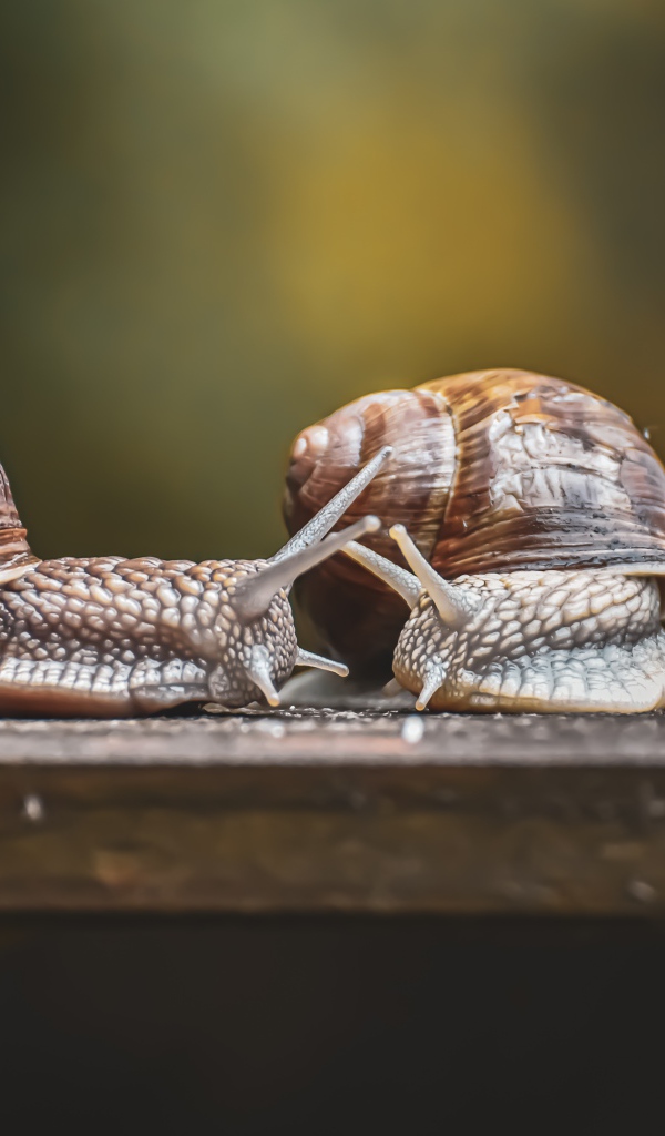 Две большие улитки на деревянном столе 