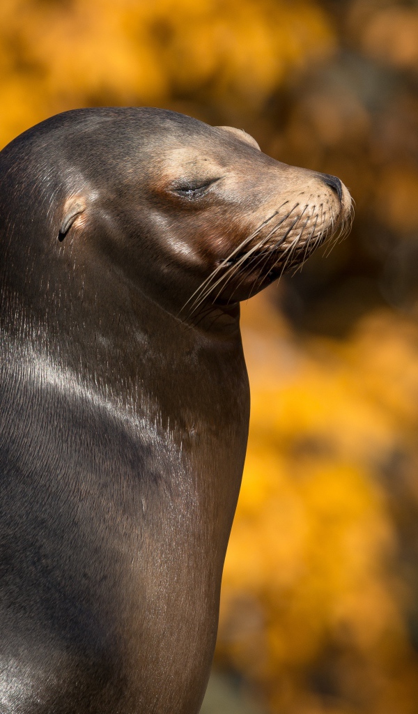 Морской котик с закрытыми глазами греется на солнце