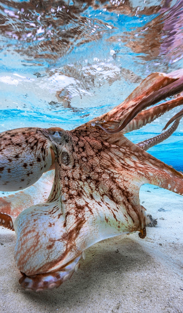 Большой осьминог под водой 