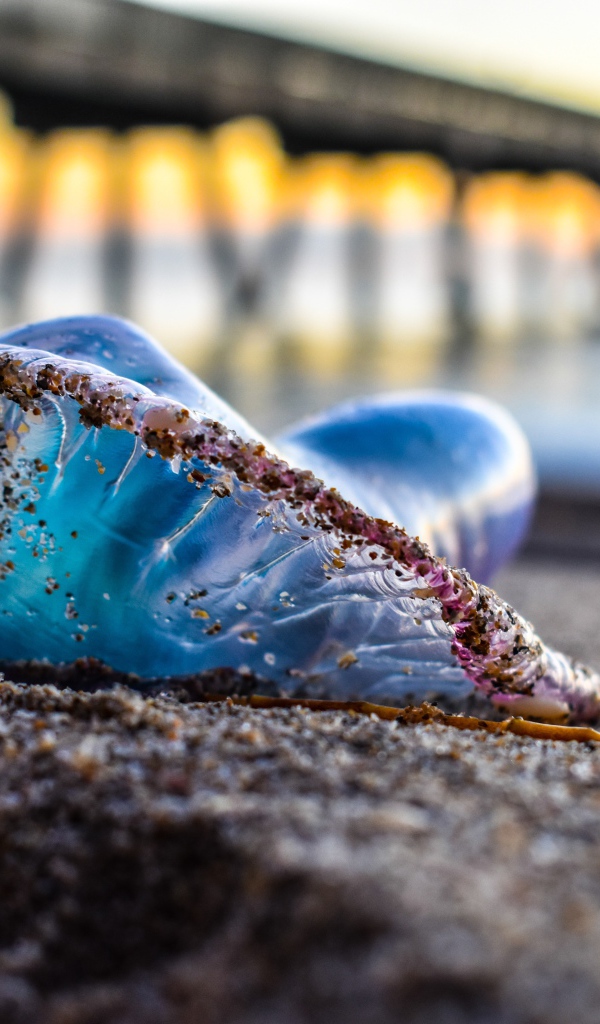 Голубая медуза лежит на песке у моря