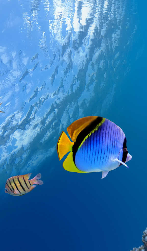 Разноцветные рыбы и кораллы под водой в океане 