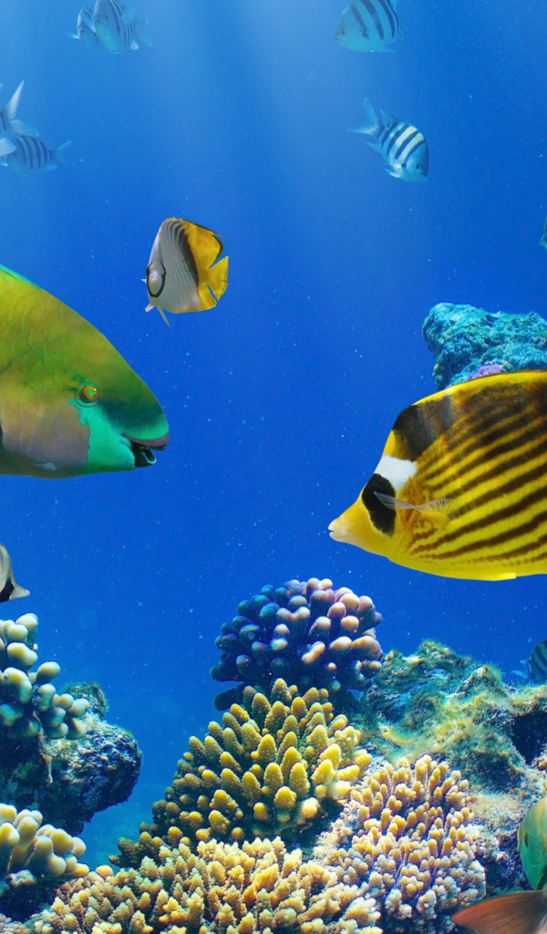 Разноцветные рыбы под водой в кораллах 