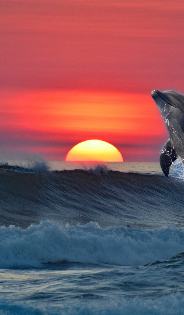 Дельфин выпрыгивает из воды на фоне заката 