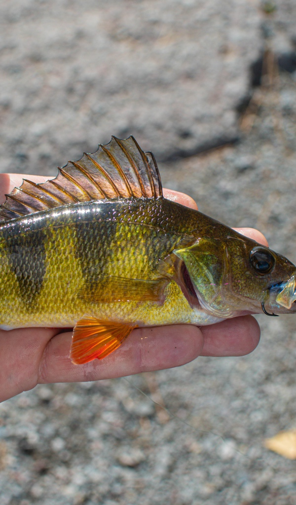 Рыба ерш на руке рыбака