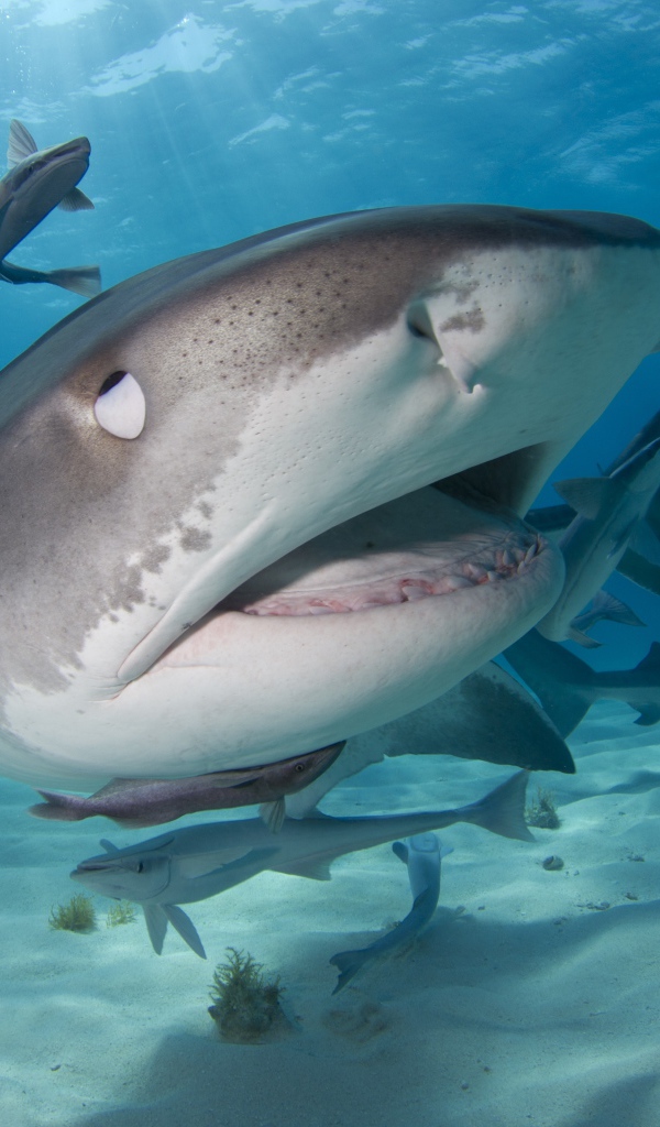 Стая больших хищных акул крупным планом