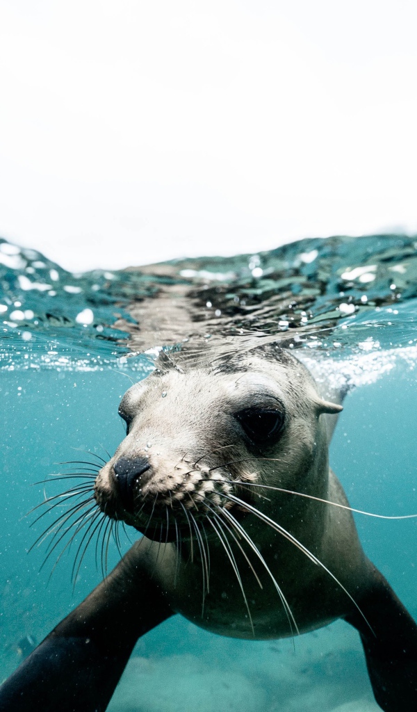 Морской котик плавает под водой 