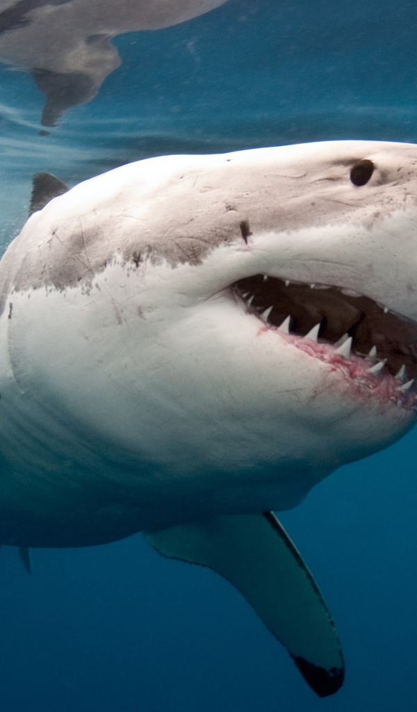 Большая хищная акула с острыми зубами в воде