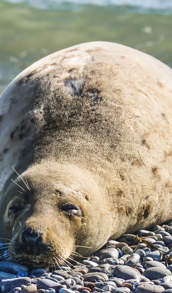Ленивый морской котик лежит на камнях 
