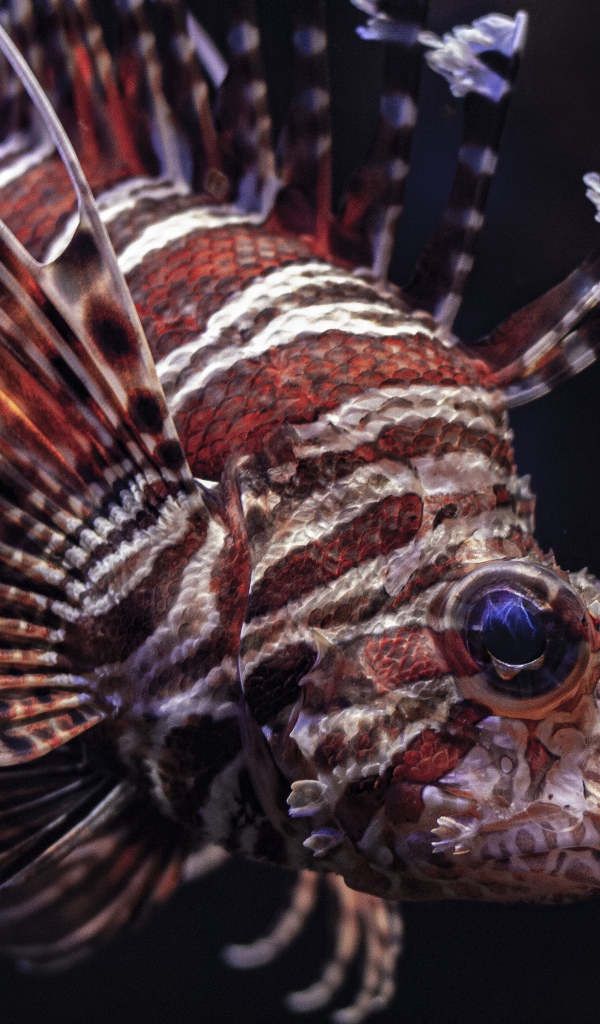 Рыба крылатка на черном фоне крупным планом 