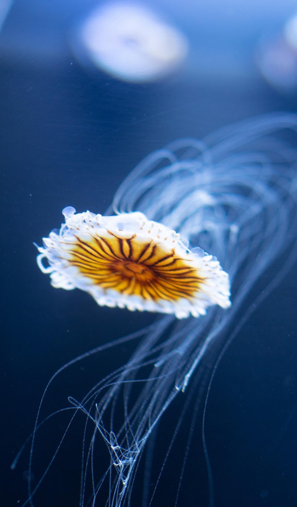 Маленькая медуза плавает в синей воде