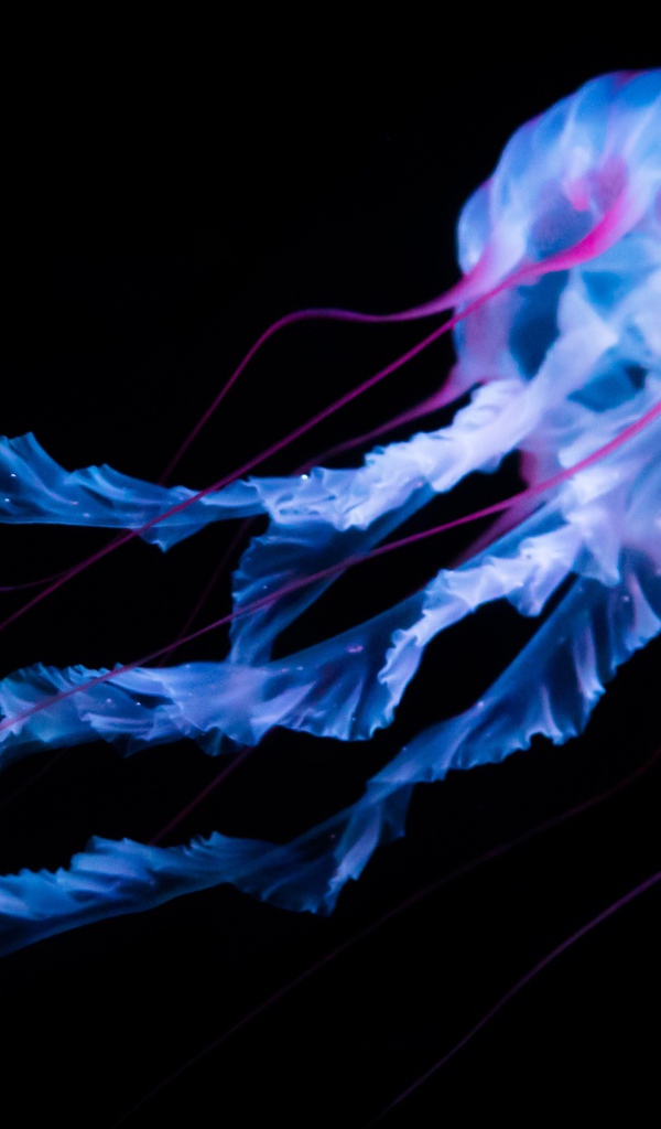 Неоновая медуза плывет на черном фоне