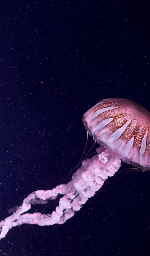 Розовая медуза в синей воде 