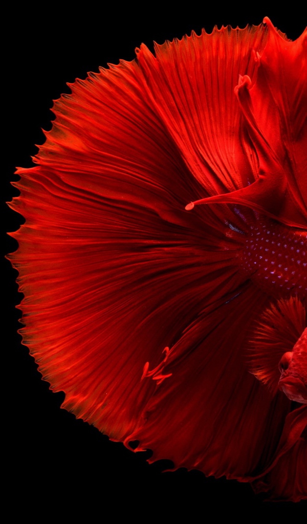 Красная рыба петушок на черном фоне