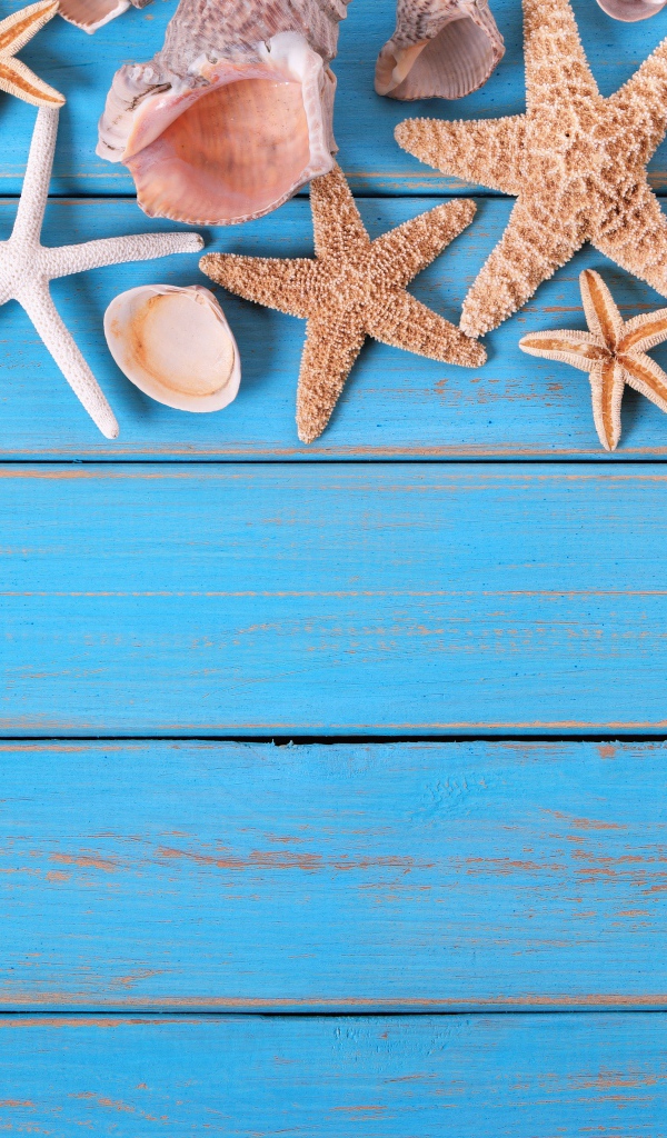 Ракушки и морские звезды на голубом деревянном фоне