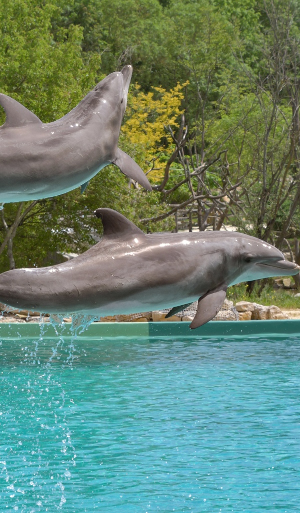 Два больших дельфина выпрыгивают из воды