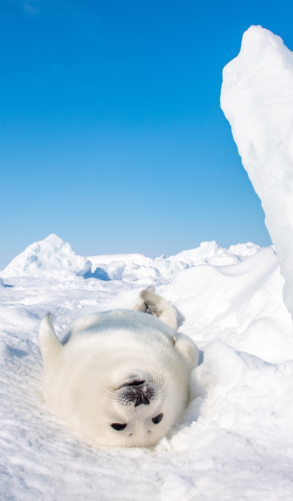 Белый детеныш тюленя лежит на снегу 