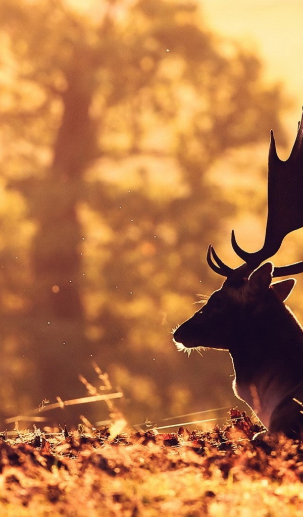 Олень с большими рогами лежит на опавшей листве